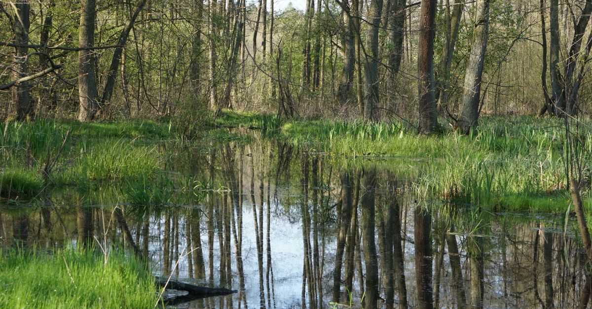 découvrez les défis écologiques actuels, leurs impacts sur l'environnement et les solutions durables pour préserver notre planète.