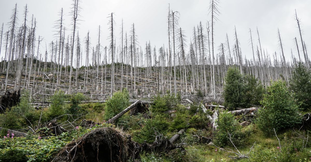 découvrez comment l'hypocrisie écologique affecte les efforts pour protéger l'environnement et pourquoi il est crucial d'agir avec sincérité pour un avenir durable.