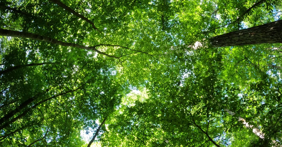 découvrez notre vision écologique axée sur la protection de l'environnement et le développement durable pour un avenir plus vert.