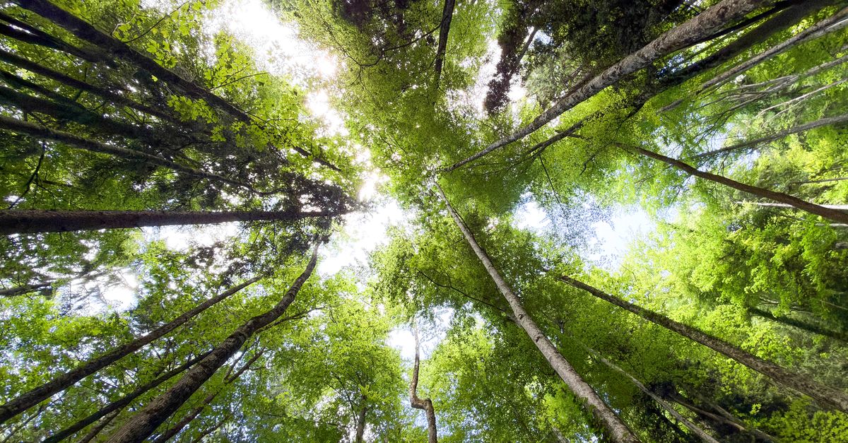 découvrez une vision écologique innovante pour un avenir durable, alliant respect de l'environnement et solutions responsables.