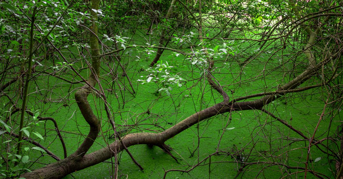 découvrez l'écologie : protection de l'environnement, conservation de la biodiversité et actions durables pour un avenir responsable.