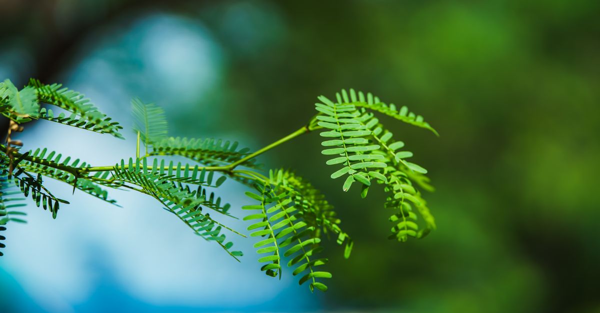 découvrez l'écologie : étude des interactions entre les êtres vivants et leur environnement pour préserver notre planète.