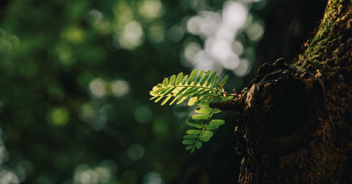 découvrez tout sur l'écologie, l'étude des relations entre les êtres vivants et leur environnement, et apprenez comment protéger notre planète pour un avenir durable.