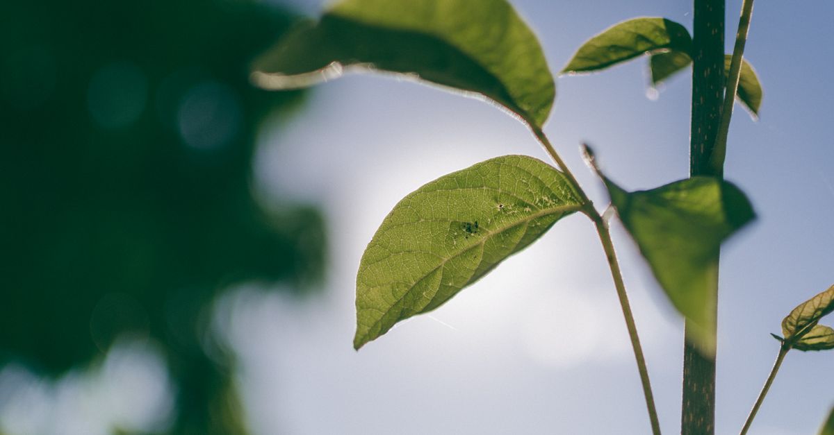 découvrez l'écologie : comprendre les interactions entre les êtres vivants et leur environnement pour mieux protéger notre planète.