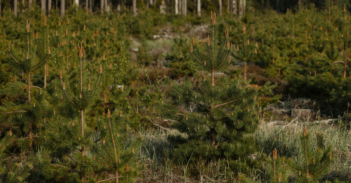 découvrez l'écologie, l'étude des interactions entre les organismes et leur environnement, et explorez les solutions pour protéger notre planète.