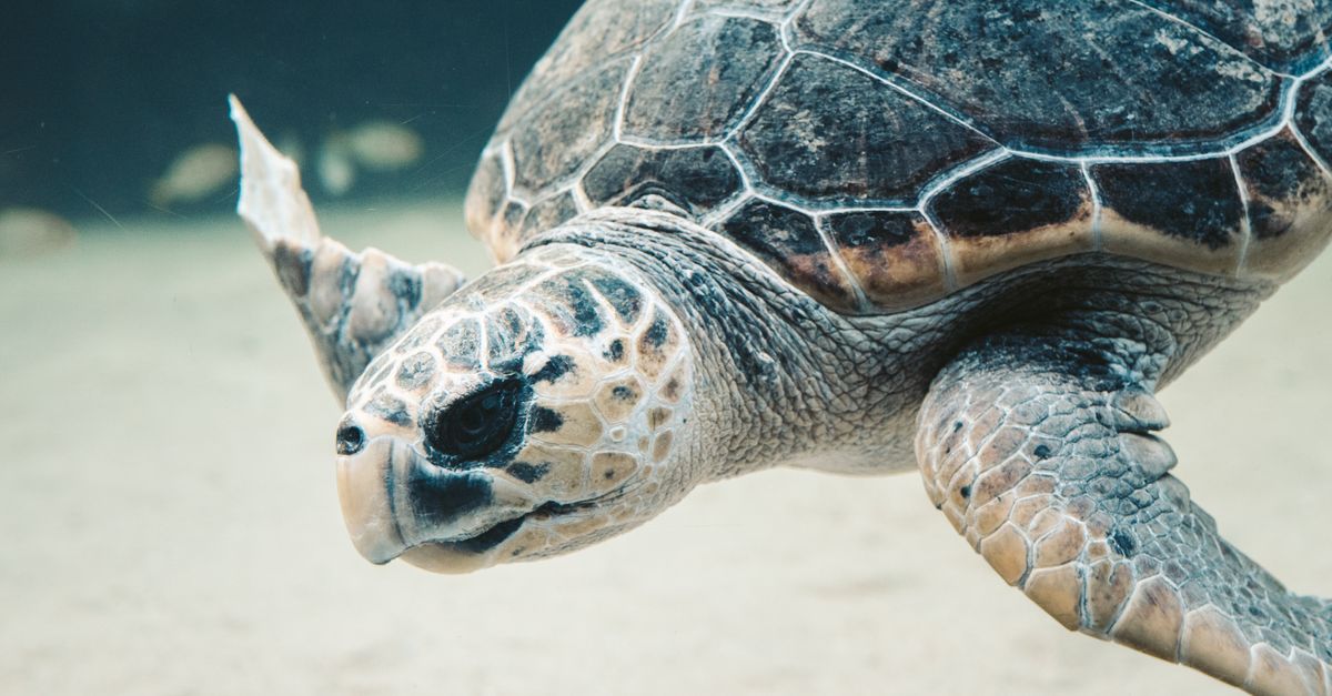découvrez la marine ecology, l'étude des écosystèmes marins et de la biodiversité océanique, essentielle pour la conservation et la gestion durable des milieux marins.
