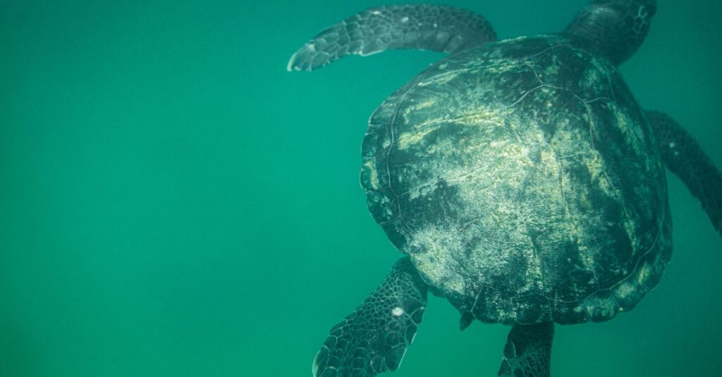 découvrez la écologie marine, l'étude des écosystèmes océaniques, la biodiversité marine et l'impact des activités humaines sur les habitats marins.