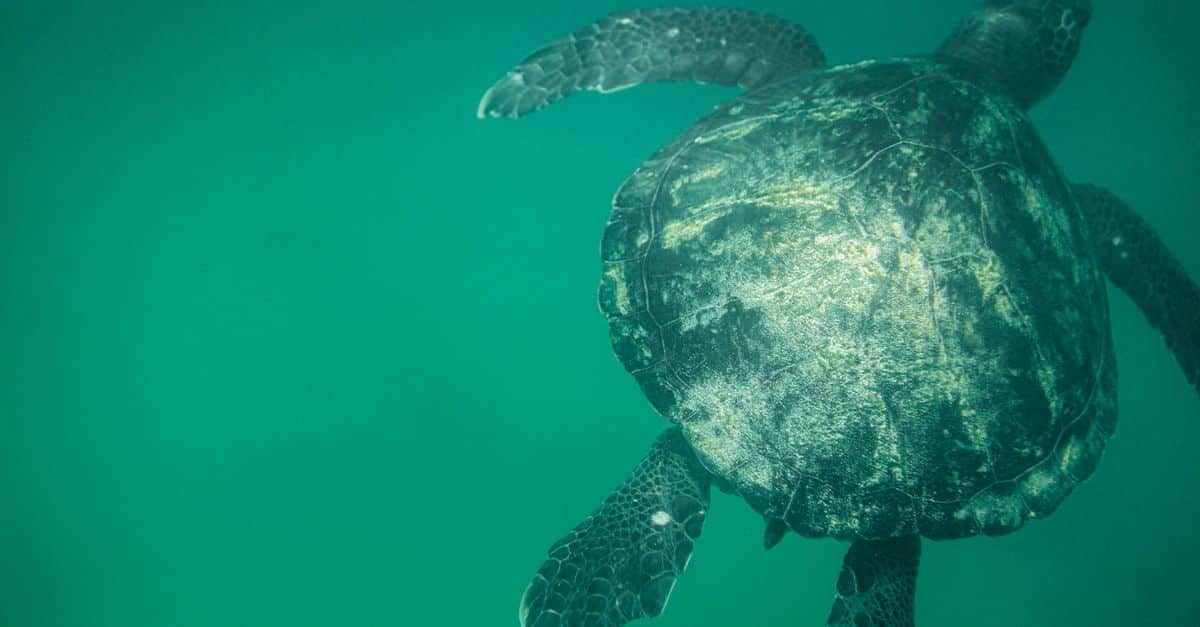 découvrez la écologie marine, l'étude des écosystèmes océaniques, la biodiversité marine et l'impact des activités humaines sur les habitats marins.