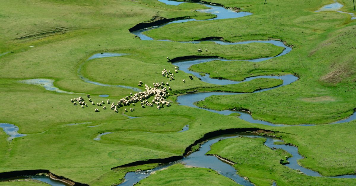 découvrez l'écologie systémique, une approche intégrative qui étudie les interactions complexes entre les organismes et leur environnement pour mieux comprendre les dynamiques des écosystèmes.
