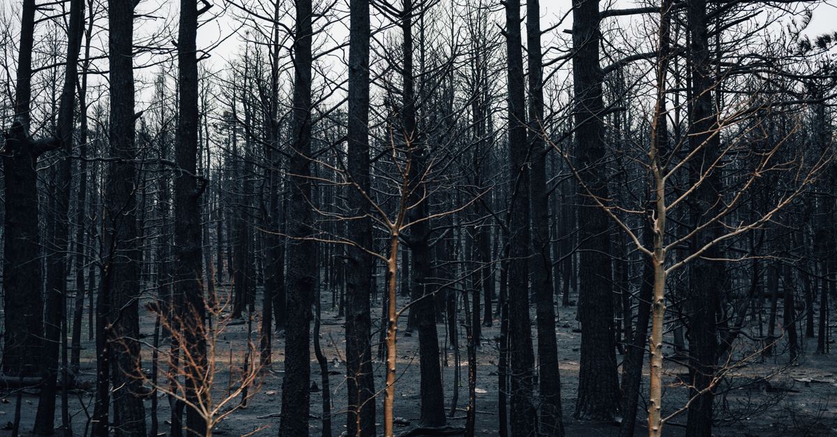 informations essentielles et mises à jour sur les feux de forêt : causes, impacts, prévention et mesures de sécurité pour mieux comprendre et agir face aux incendies sauvages.
