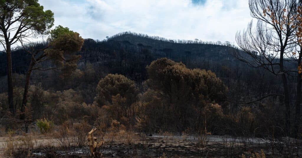 découvrez les causes, impacts et mesures de prévention des feux de forêt, et comment protéger l'environnement et les communautés face aux incendies sauvages.