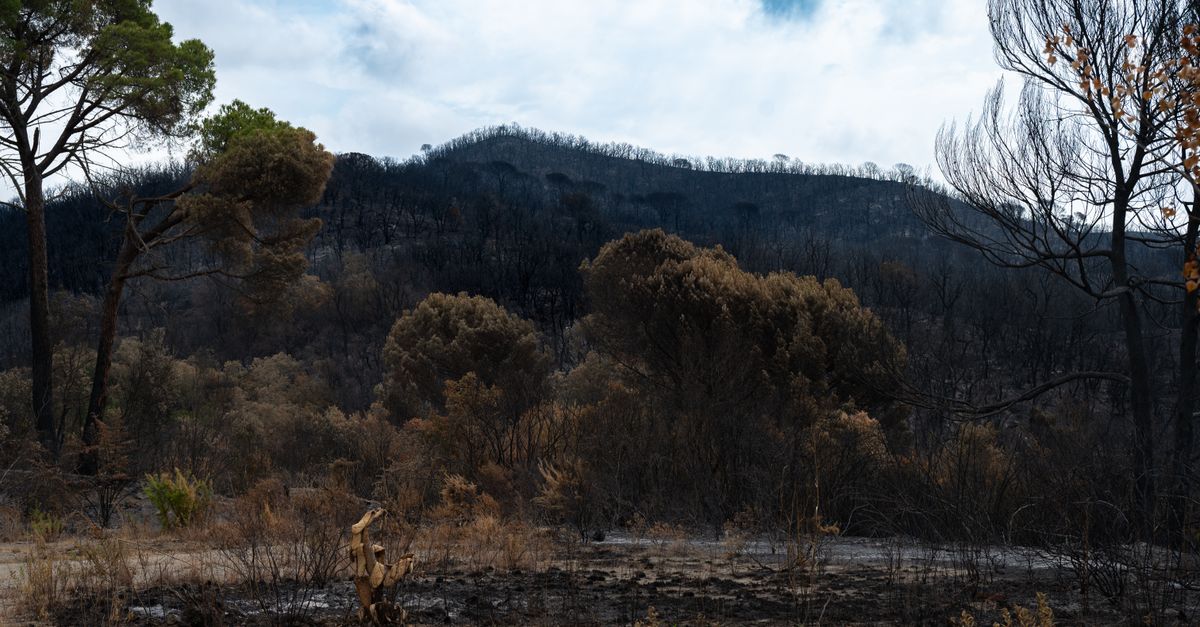 découvrez les causes, impacts et mesures de prévention des feux de forêt, et comment protéger l'environnement et les communautés face aux incendies sauvages.