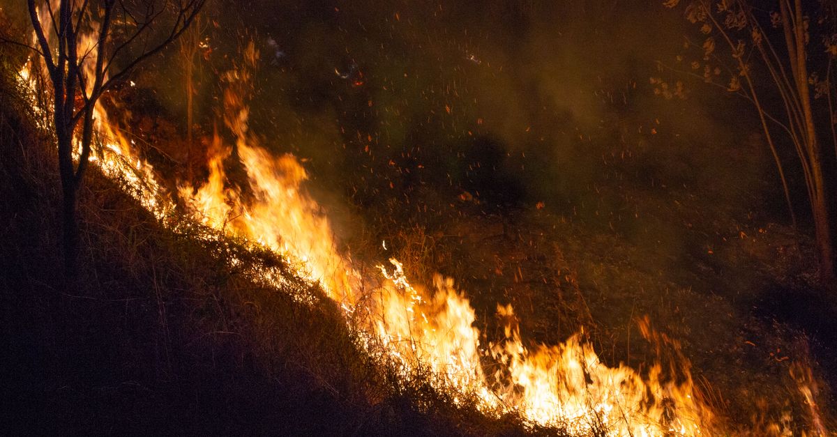 informations essentielles sur les feux de forêt : causes, impacts, prévention et mesures de sécurité pour protéger l'environnement et les populations.